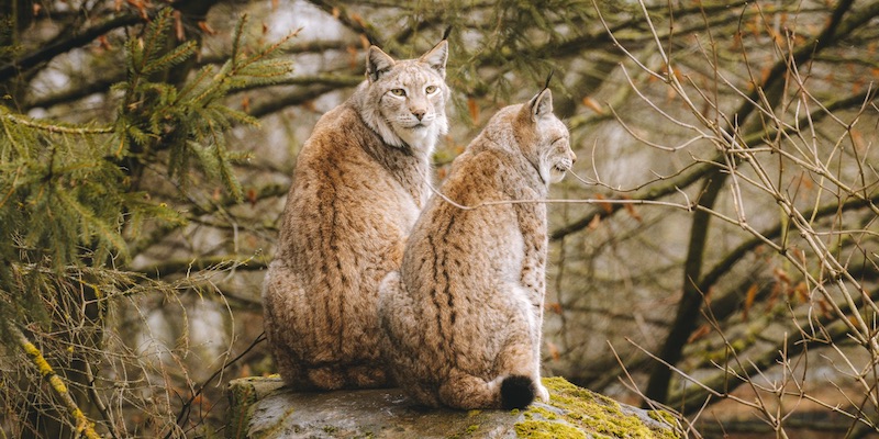  Tierpark Sababurg öffnet wieder am 10. März  - Voranmeldung online erforderlich 